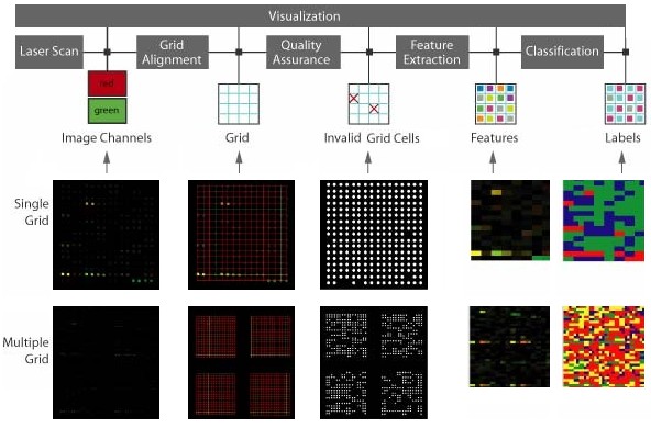 Microarray data processing workflow